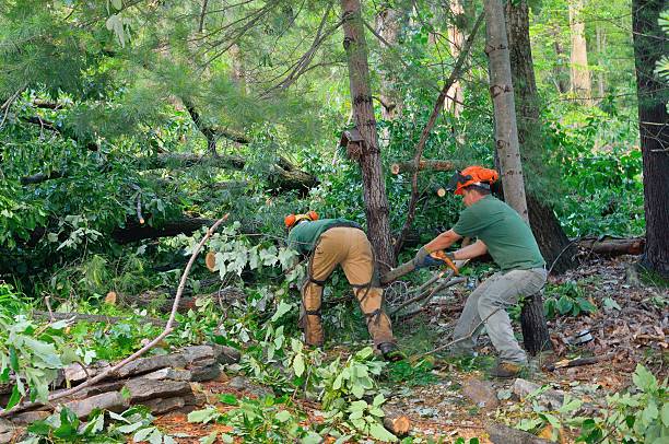 Best Tree Mulching  in Pioneer, OH