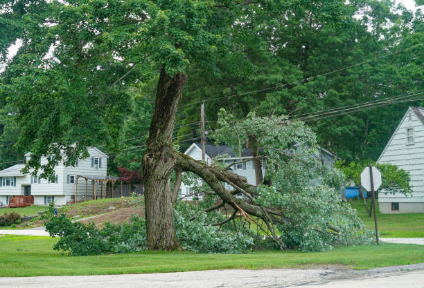 How Our Tree Care Process Works  in  Pioneer, OH